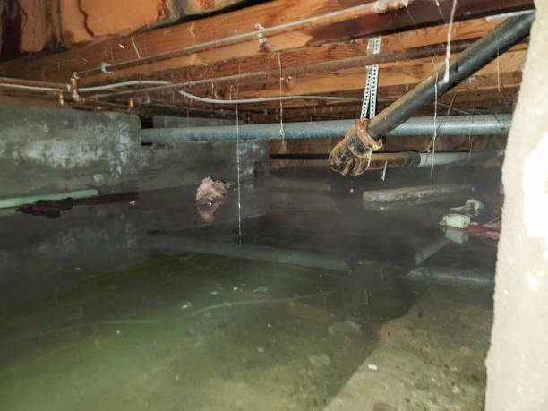 Best Ceiling water damage repair  in Seneca, IL