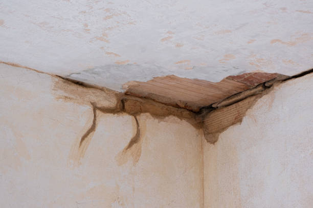 Best Mold removal after water damage  in Seneca, IL